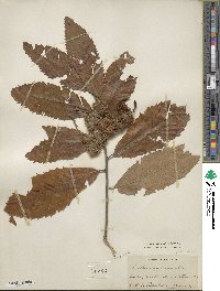 Castanea pumila image