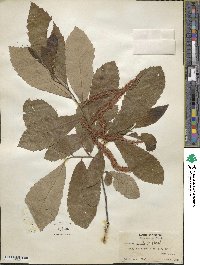 Castanea pumila image