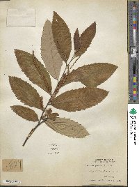 Castanea pumila image