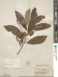 Castanea pumila image