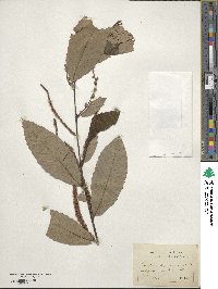 Castanea pumila image