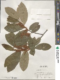 Castanea pumila image