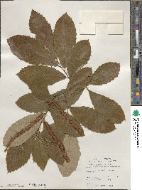 Castanea pumila image