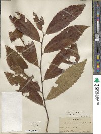 Castanea pumila image