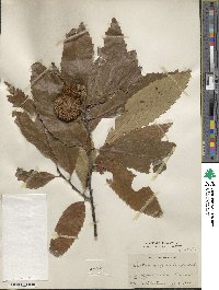 Castanea pumila image