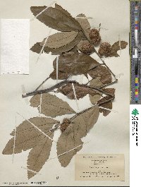 Castanea pumila image