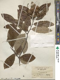 Castanea pumila image