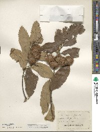 Castanea pumila image