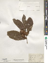 Castanea pumila image