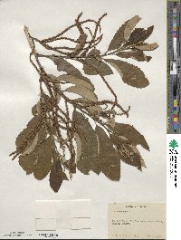 Castanea pumila image