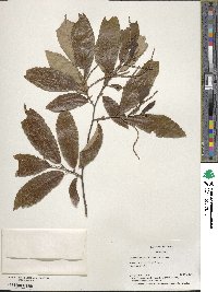 Castanea pumila image