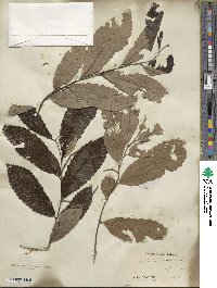 Castanea pumila image