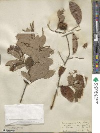 Castanea pumila image