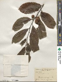 Castanea pumila image