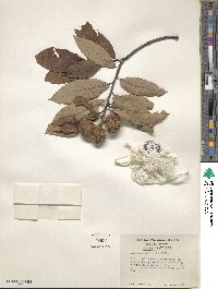 Castanea pumila image