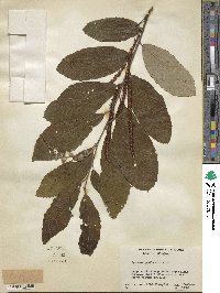 Castanea pumila image