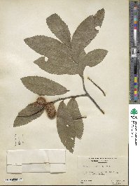 Castanea pumila image