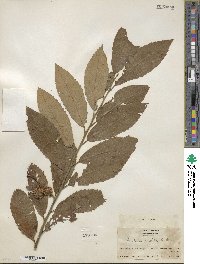 Castanea pumila image