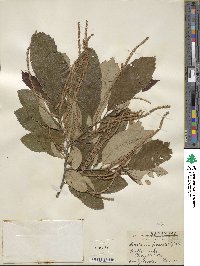 Castanea pumila image