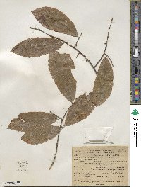 Castanea pumila image