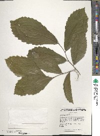 Castanea pumila image