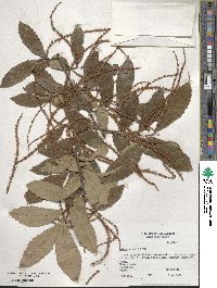 Castanea pumila image