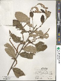 Castanea pumila image