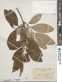 Castanea pumila image