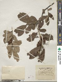 Castanea pumila image