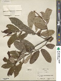 Castanea pumila image