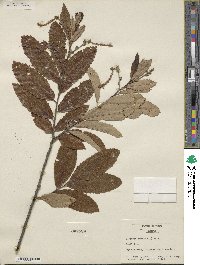 Castanea pumila image