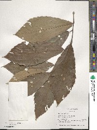 Castanea pumila image