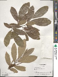 Castanea pumila image