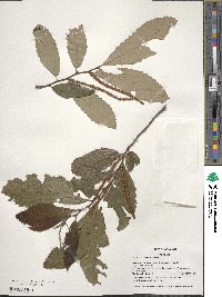 Castanea pumila image