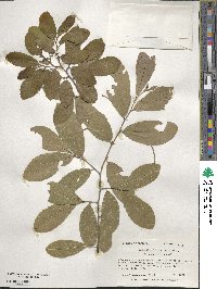 Castanea pumila image