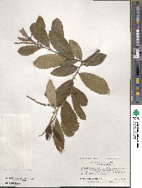 Castanea pumila image