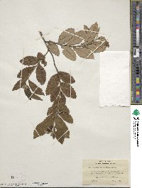 Castanea pumila image