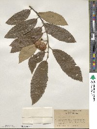 Castanea pumila image