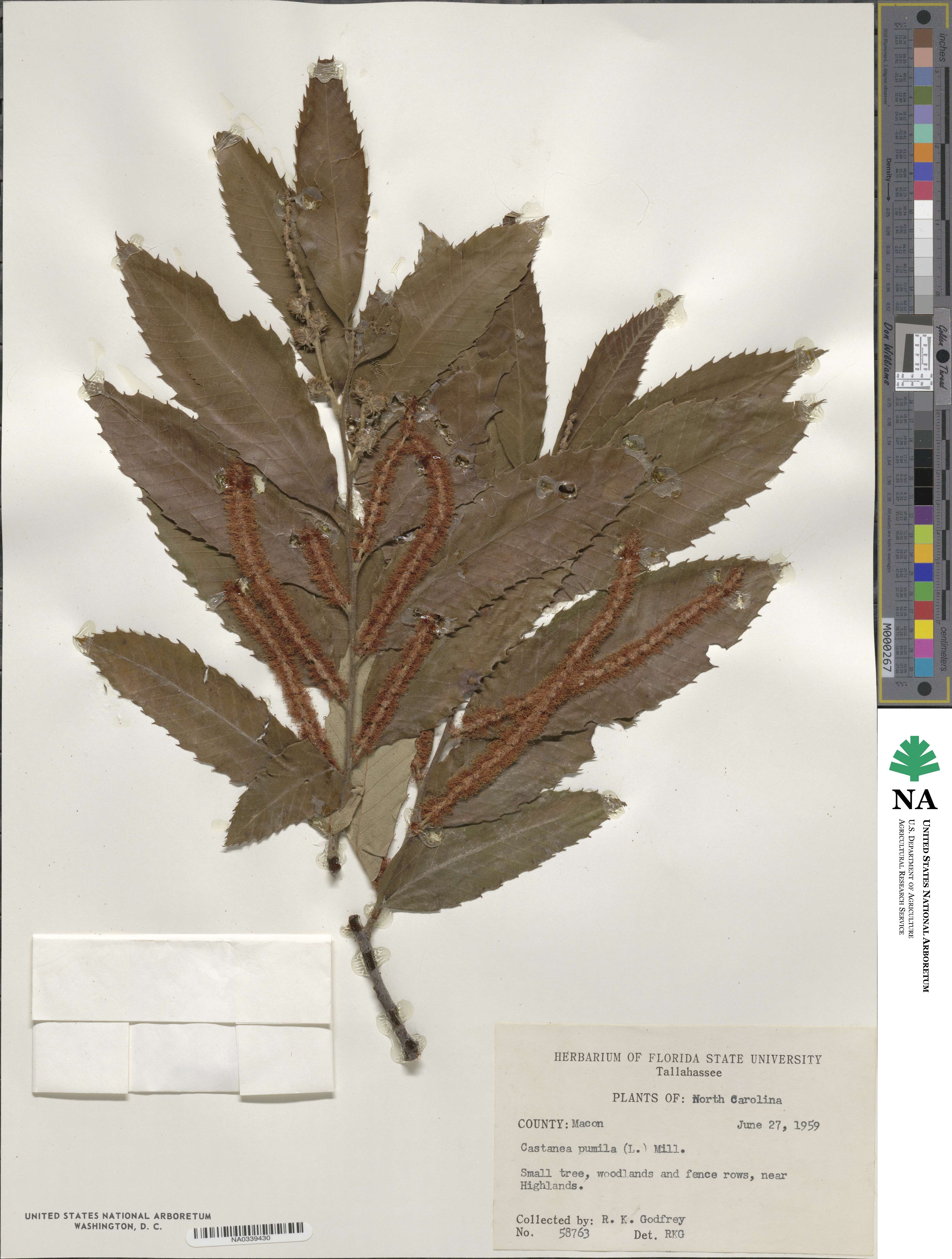 Castanea pumila image