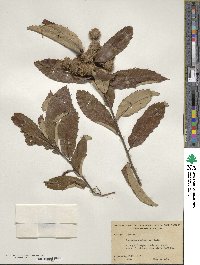 Castanea pumila image