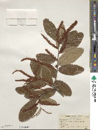 Castanea pumila image