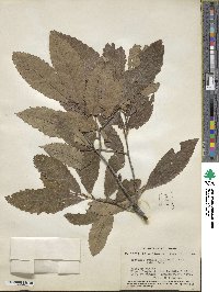 Castanea pumila image