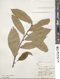 Castanea ozarkensis image