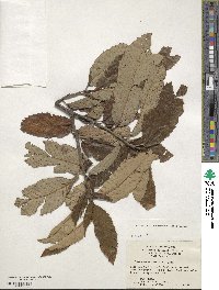 Castanea ozarkensis image