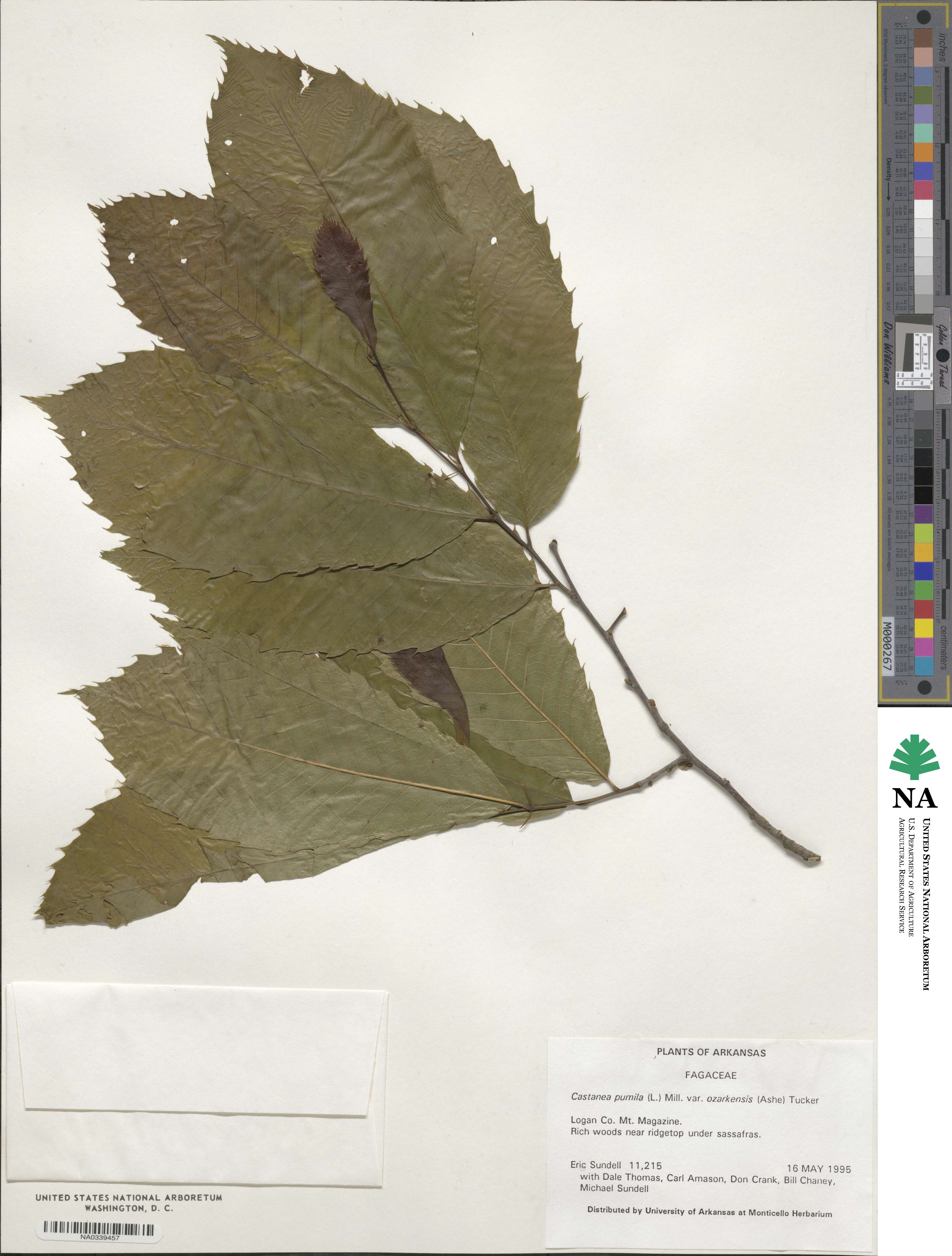 Castanea ozarkensis image