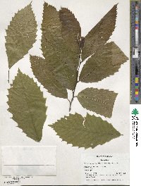 Castanea ozarkensis image