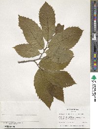 Castanea ozarkensis image