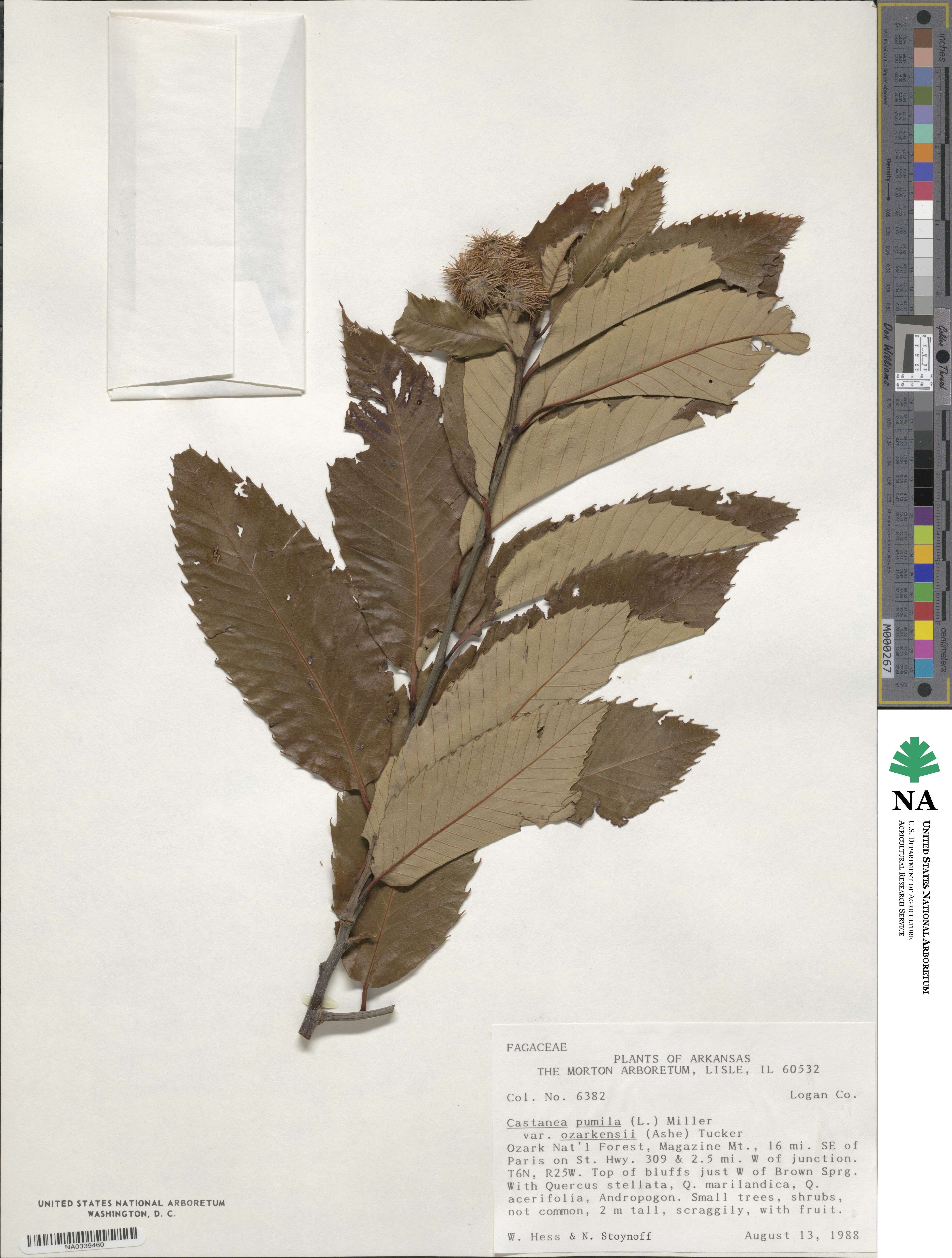 Castanea ozarkensis image