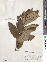 Castanea ozarkensis image