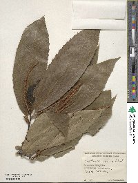 Castanea sativa image